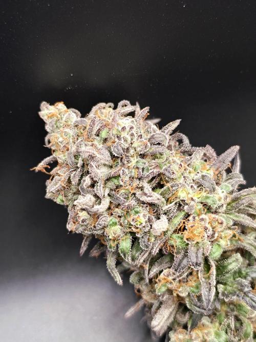 Frosty’s Auto Freak Grow Contest. Week 13
