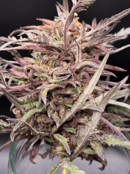 Frostys Purple Freak - Khalifa Genetics. Week 23