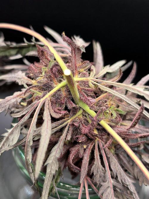 Frostys Purple Freak - Khalifa Genetics. Week 23