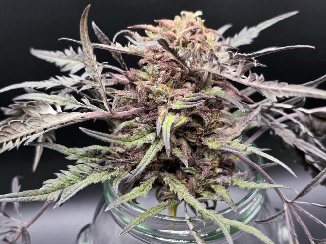 Frostys Purple Freak - Khalifa Genetics. Week 23