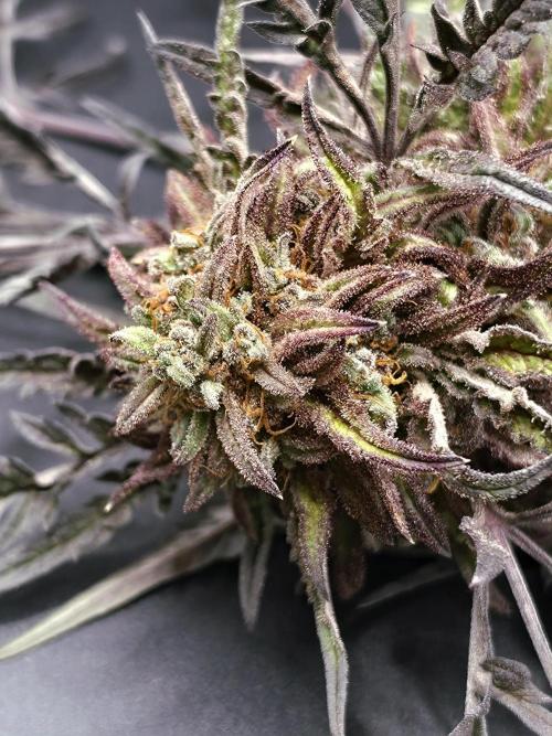 Frostys Purple Freak - Khalifa Genetics. Week 23