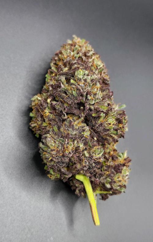 Frostys Purple Freak - Khalifa Genetics. Week 23