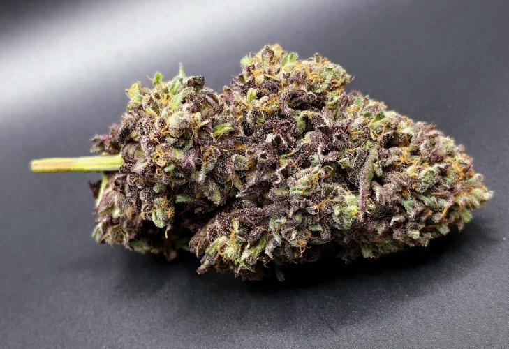 Frostys Purple Freak - Khalifa Genetics. Week 23