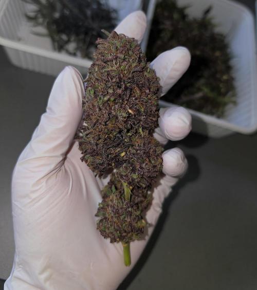 Frostys Purple Freak - Khalifa Genetics. Week 23