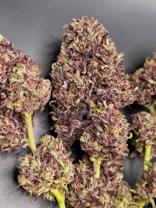 Frosty’s Purple Freak. Week 23