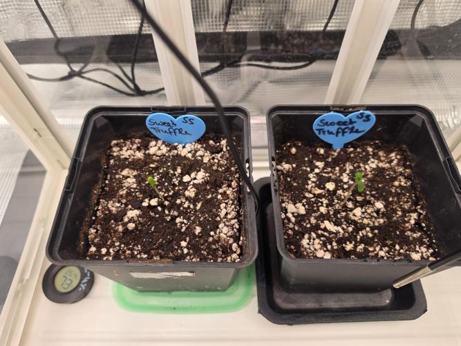 Sweet Truffle by Seed Supplier. Week 1 - 28.07.26