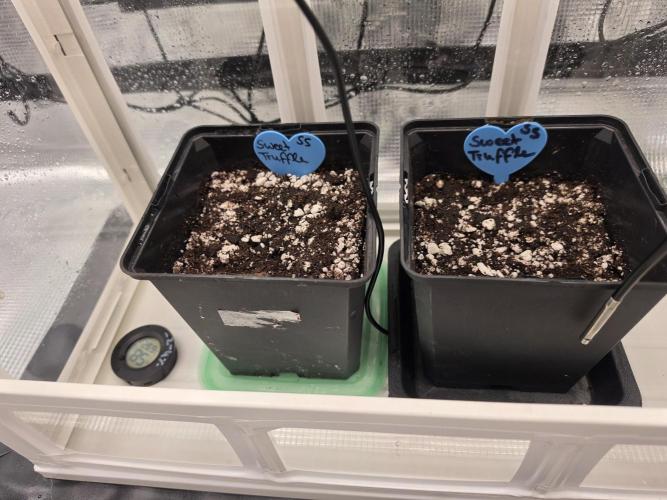Sweet Truffle by Seed Supplier. Week 1 - 26.07.26