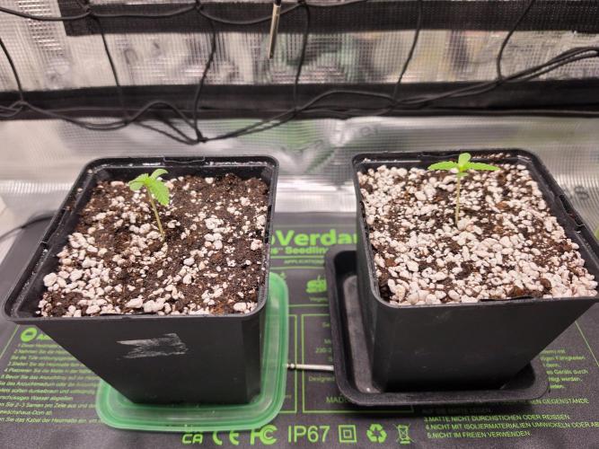 Sweet Truffle by Seed Supplier. Week 1 - 01.08.26