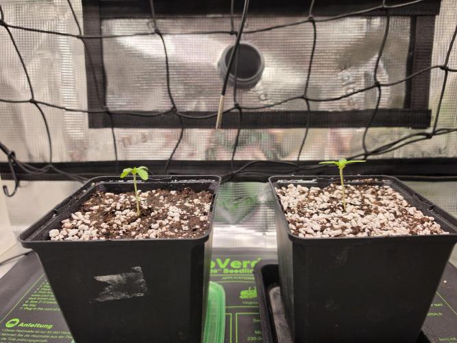 Sweet Truffle by Seed Supplier. Week 1 - 01.08.26