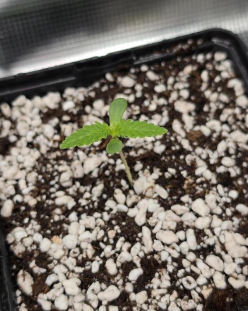 Sweet Truffle by Seed Supplier. Week 1 - 01.08.26