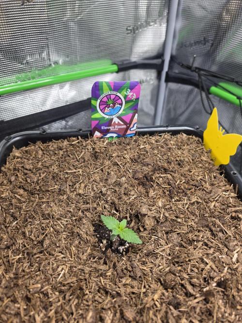Eleven Roses Auto - Delicious Seeds. Week 2 - 08.08.26