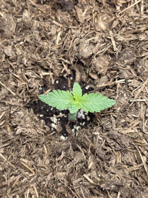Eleven Roses Auto - Delicious Seeds. Week 2 - 08.08.26