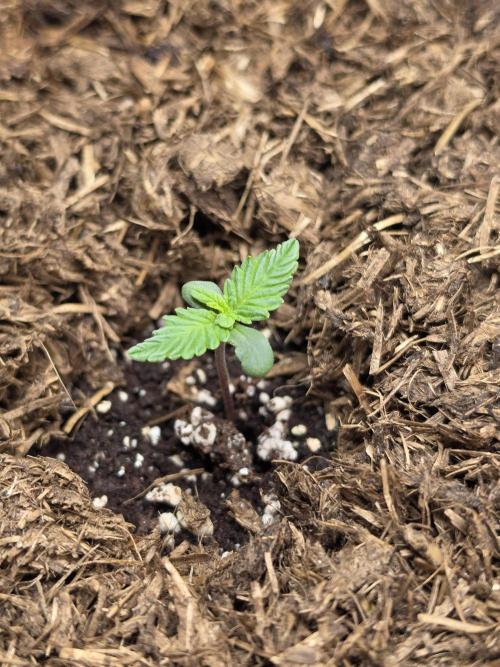 Eleven Roses Auto - Delicious Seeds. Week 2 - 06.08.26