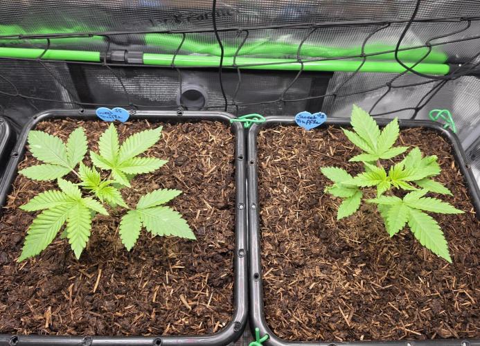Sweet Truffle by Seed Supplier. Week 3 - 12.08.26