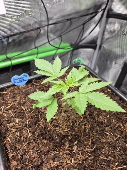 Sweet Truffle by Seed Supplier. Week 3 - 12.08.26