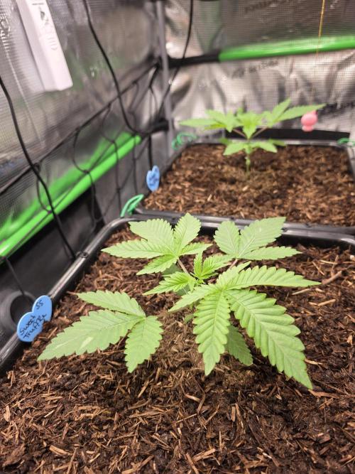 Sweet Truffle by Seed Supplier. Week 3 - 12.08.26