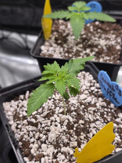 Sweet Truffle by Seed Supplier. Week 2 - 06.08.26