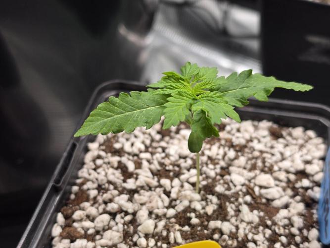 Sweet Truffle by Seed Supplier. Week 2 - 06.08.26