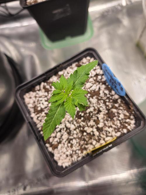Sweet Truffle by Seed Supplier. Week 2 - 06.08.26