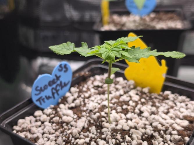 Sweet Truffle by Seed Supplier. Week 2 - 06.08.26
