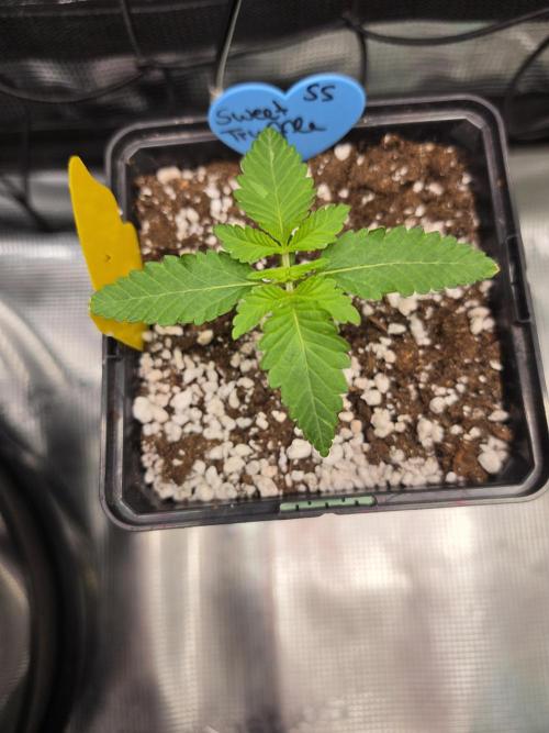 Sweet Truffle by Seed Supplier. Week 2 - 06.08.26