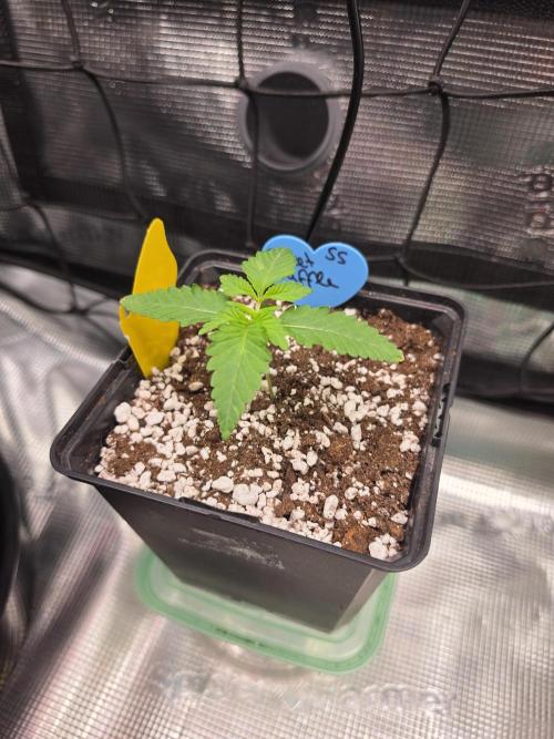 Sweet Truffle by Seed Supplier. Week 2 - 06.08.26