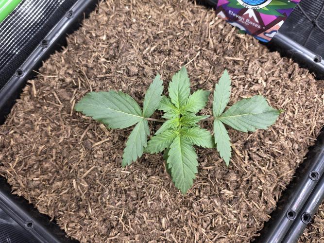 Eleven Roses Auto - Delicious Seeds. Week 3 - 16.08.26