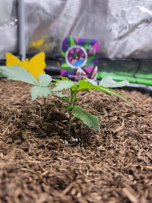 Eleven Roses Auto - Delicious Seeds. Week 3 - 16.08.26