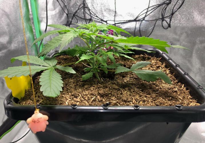 Eleven Roses Auto - Delicious Seeds. Week 4 - 24.08.26