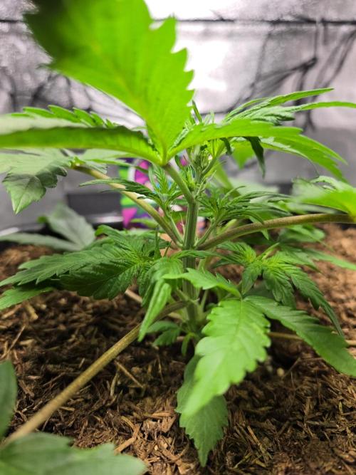 Eleven Roses Auto - Delicious Seeds. Week 4 - 24.08.26