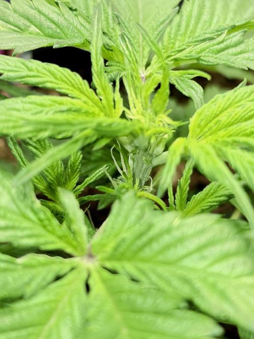 Eleven Roses Auto - Delicious Seeds. Week 4 - 24.08.26