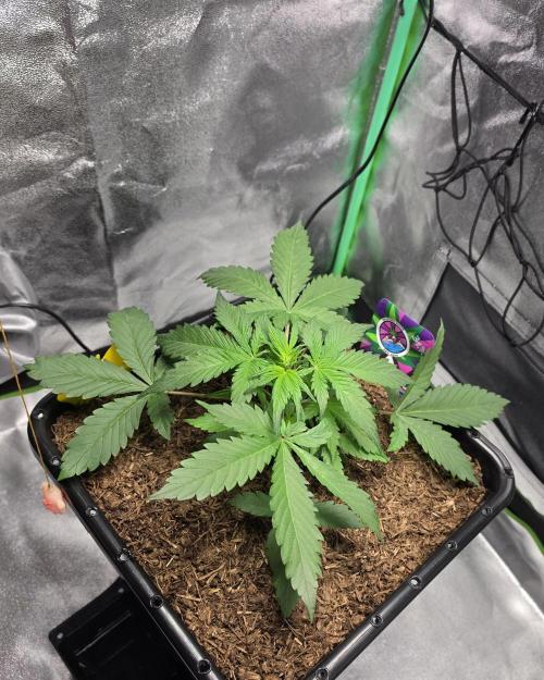Eleven Roses Auto - Delicious Seeds. Week 4 - 24.08.26