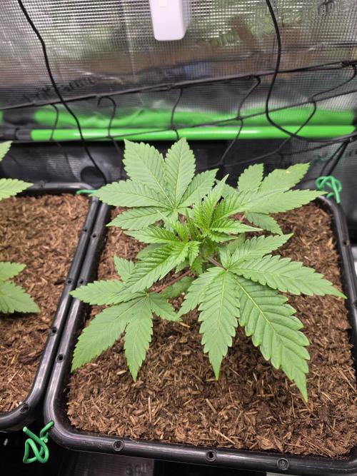 Sweet Truffle by Seed Supplier. Week 4 - 16.08.26
