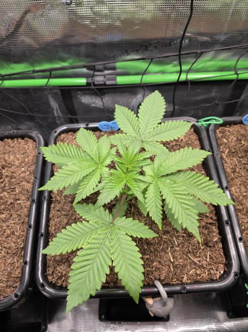 Sweet Truffle by Seed Supplier. Week 4 - 16.08.26