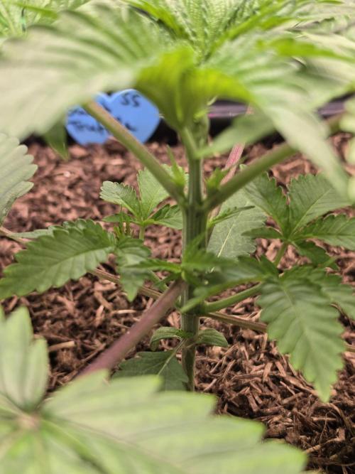Sweet Truffle by Seed Supplier. Week 4 - 16.08.26