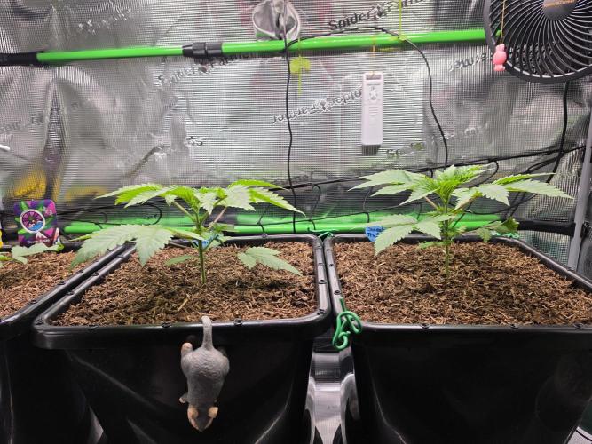 Sweet Truffle by Seed Supplier. Week 4 - 16.08.26