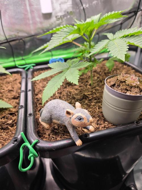 Sweet Truffle by Seed Supplier. Week 4 - 16.08.26