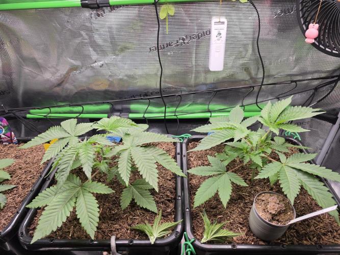 Sweet Truffle by Seed Supplier. Week 4 - 18.08.26