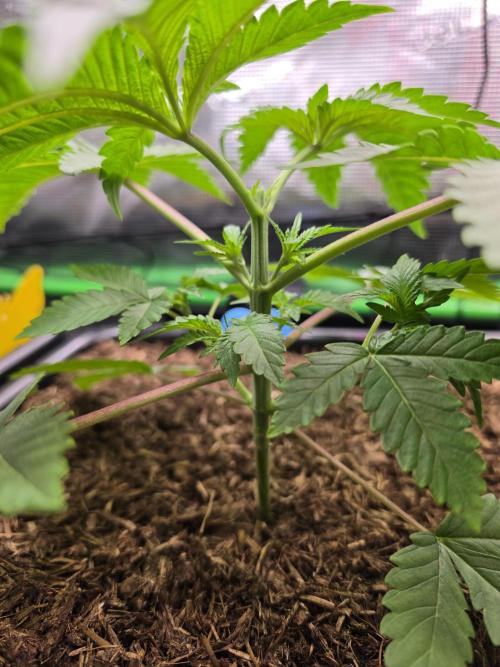 Sweet Truffle by Seed Supplier. Week 4 - 18.08.26
