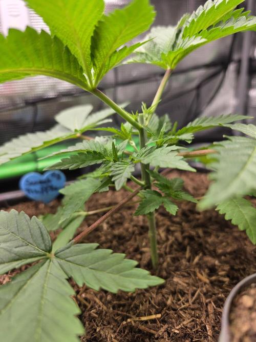 Sweet Truffle by Seed Supplier. Week 4 - 18.08.26