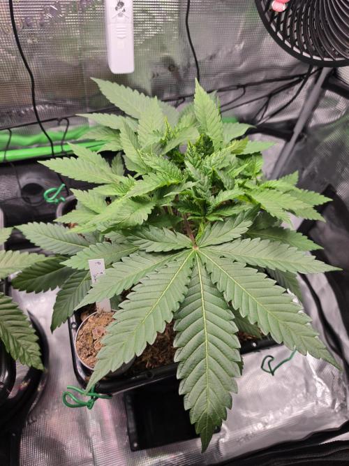 Sweet Truffle by Seed Supplier. Week 5 - 24.08.26