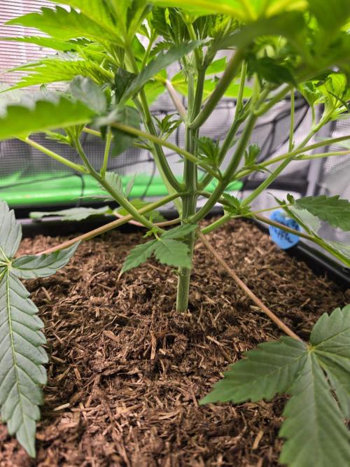 Sweet Truffle by Seed Supplier. Week 5 - 24.08.26