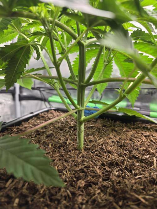 Sweet Truffle by Seed Supplier. Week 5 - 24.08.26