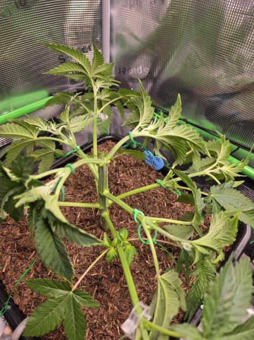 Sweet Truffle by Seed Supplier. Week 5 - 26.08.26