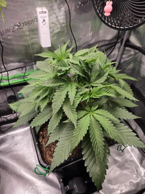 Sweet Truffle by Seed Supplier. Week 5 - 26.08.26