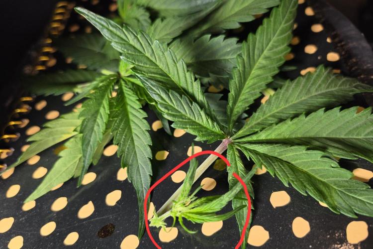 Eleven Roses Auto - Delicious Seeds. Week 5