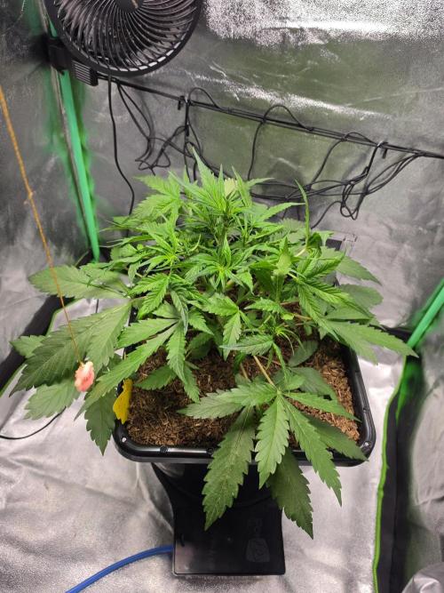 Eleven Roses Auto - Delicious Seeds. Week 5