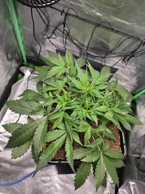 Eleven Roses Auto - Delicious Seeds. Week 5