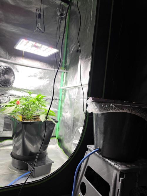 Eleven Roses Auto - Delicious Seeds. Week 5