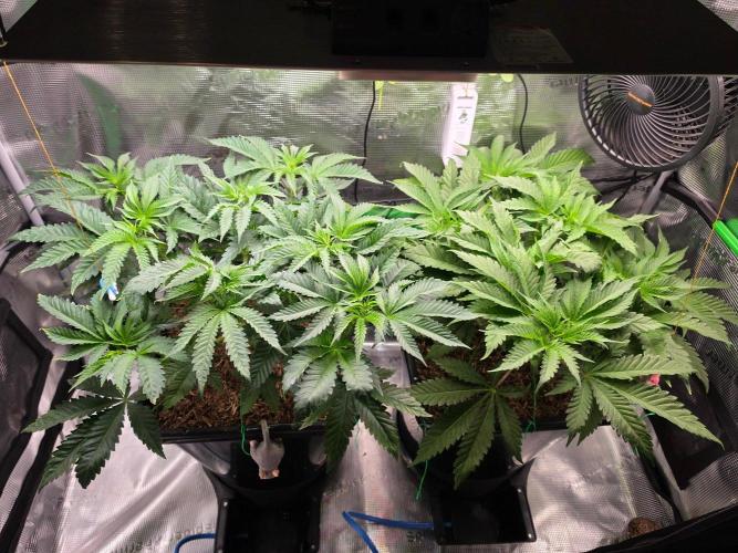 Sweet Truffle by Seed Supplier. Week 6 - 02.09.26